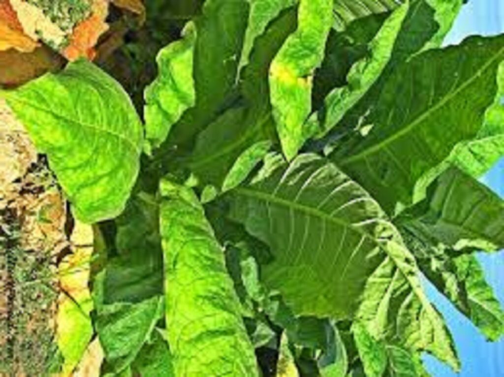 tobacco