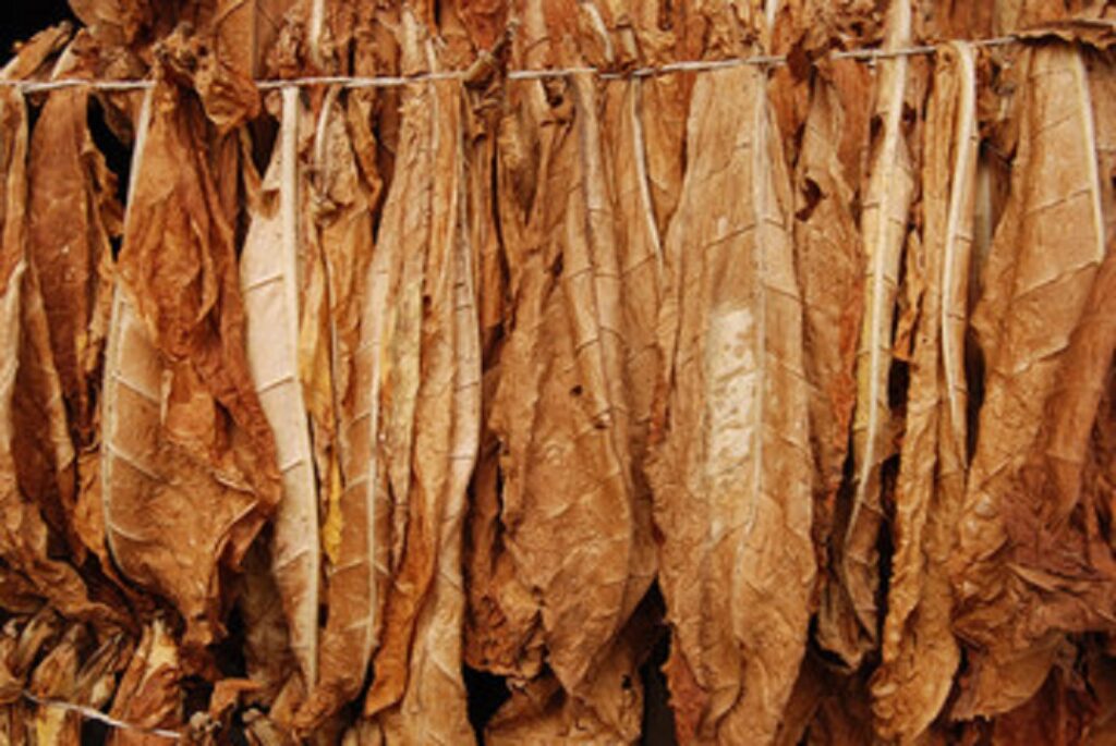 tobacco