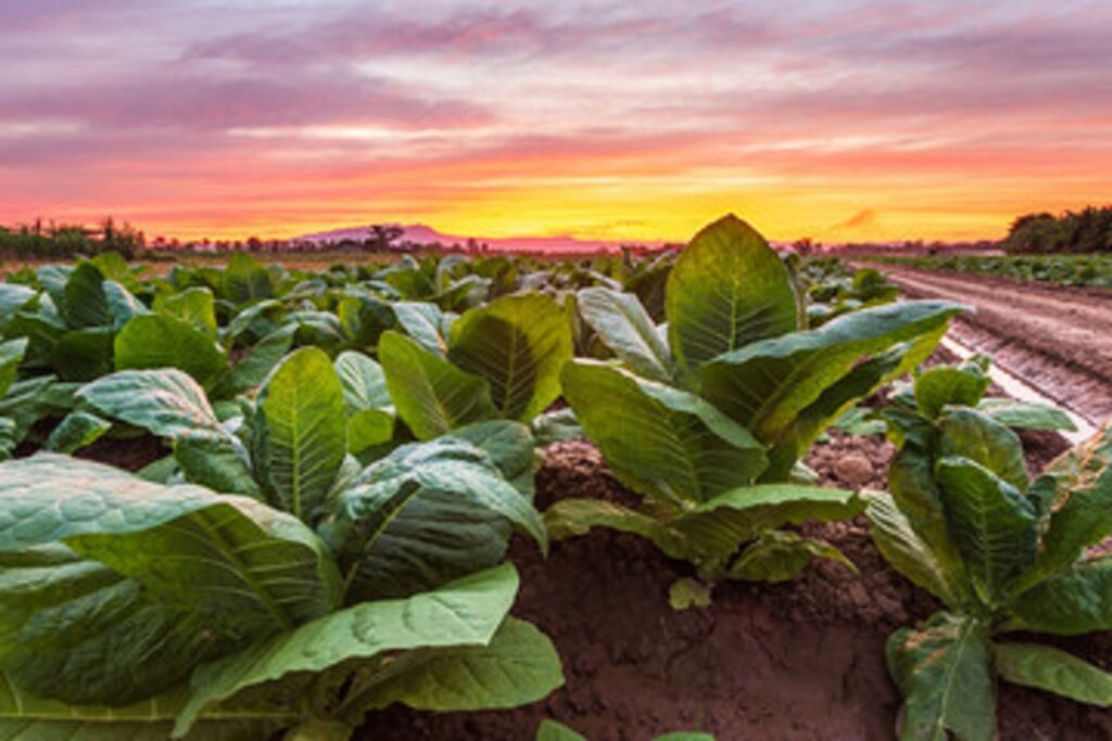 tobacco